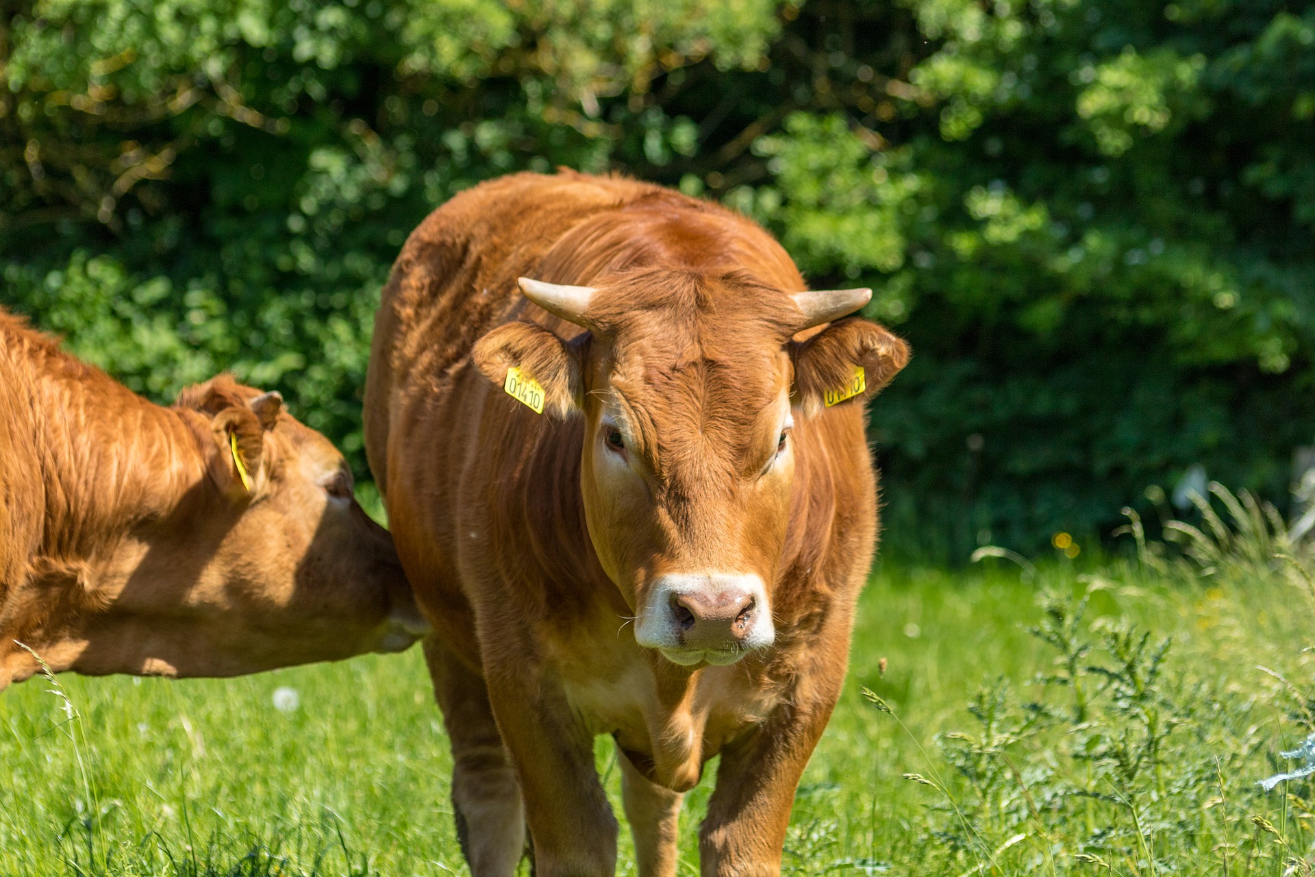 Organic farming,import of heifers to Turkmenistan.